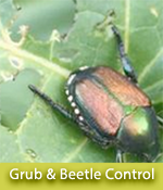 Grub and Beetle Control